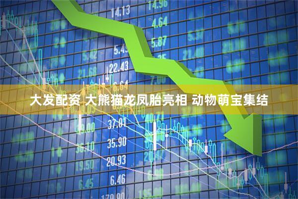 大发配资 大熊猫龙凤胎亮相 动物萌宝集结